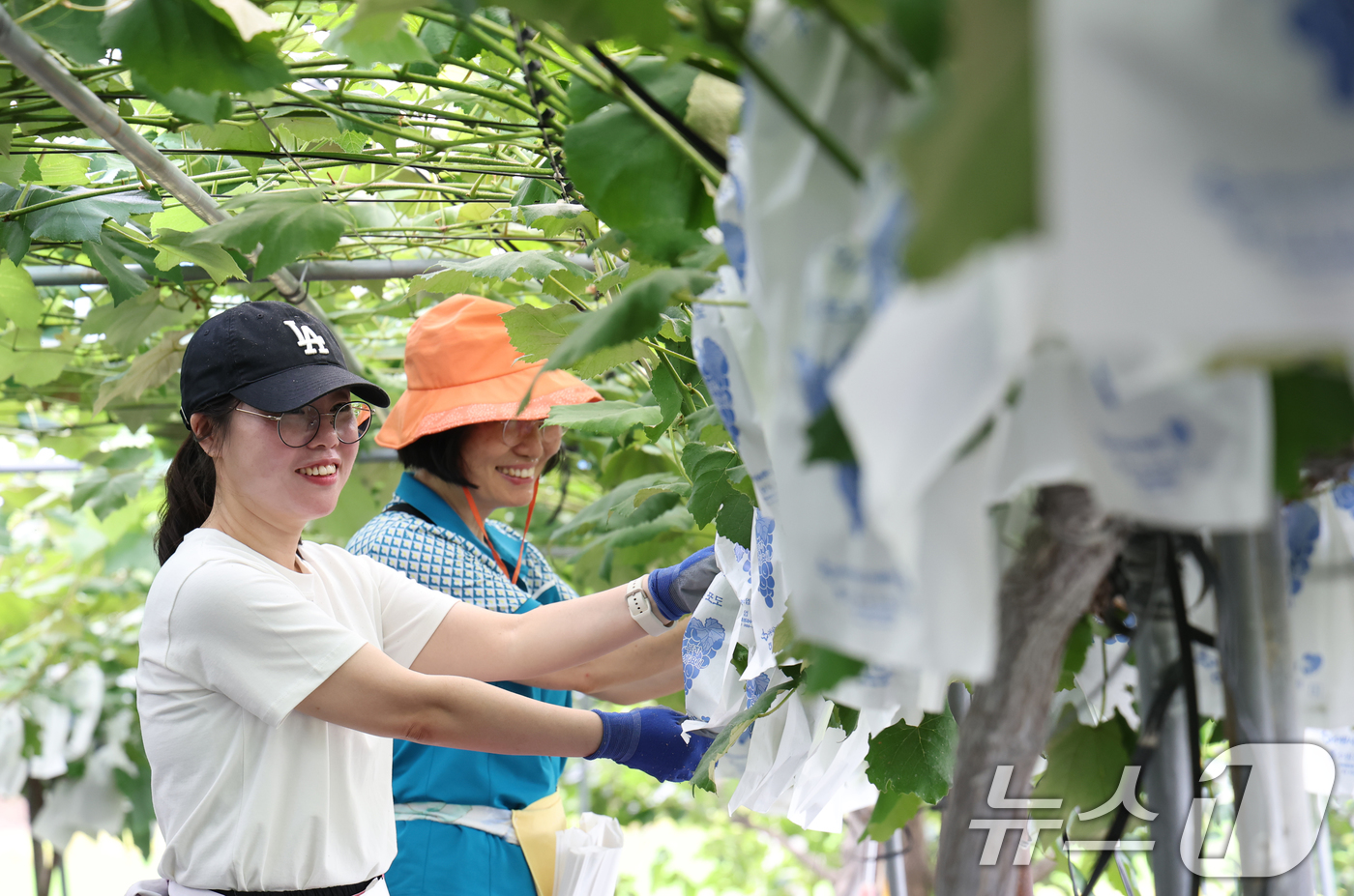(수원=뉴스1) 김영운 기자 = 수원도시공사(사장 허정문) 나눠드림봉사단이 2일 오전 경기 수원시 권선구 입북동의 한 포도농가에서 과수밀봉 봉사활동을 벌이며 구슬땀을 흘리고 있다. …