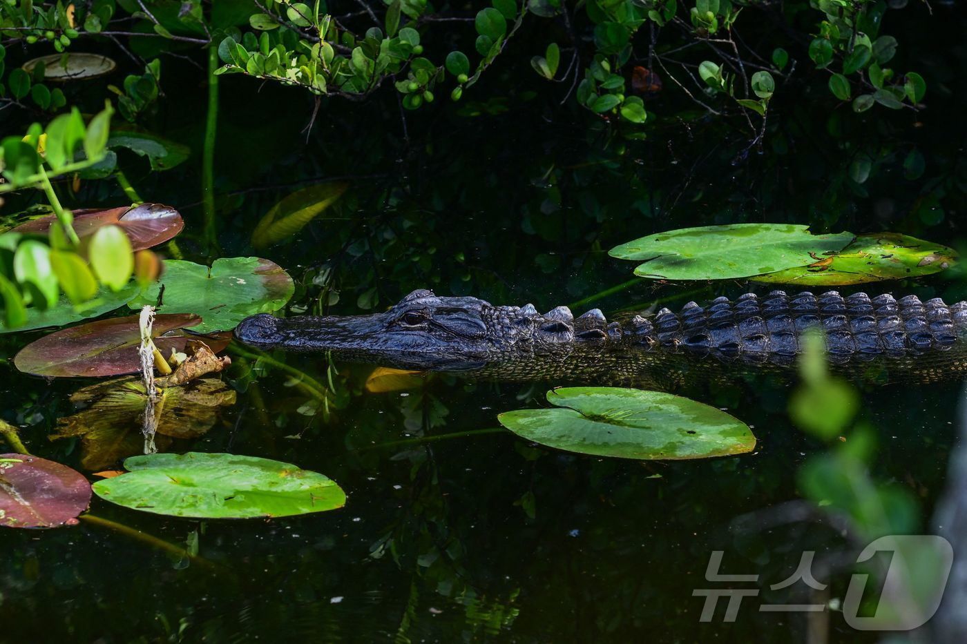 본문 이미지 - 도널드 트럼프 미국 대통령이 1일&#40;현지시간&#41; 미국 플로리다주 오초피에 있는 이른바 &#39;엘리게이터 앨커트래즈&#39; 이민자 구금 시설을 방문했다. 구금시설 주변 늪지대에 서식하고 있는 악어가 보인다. ⓒ AFP=뉴스1
