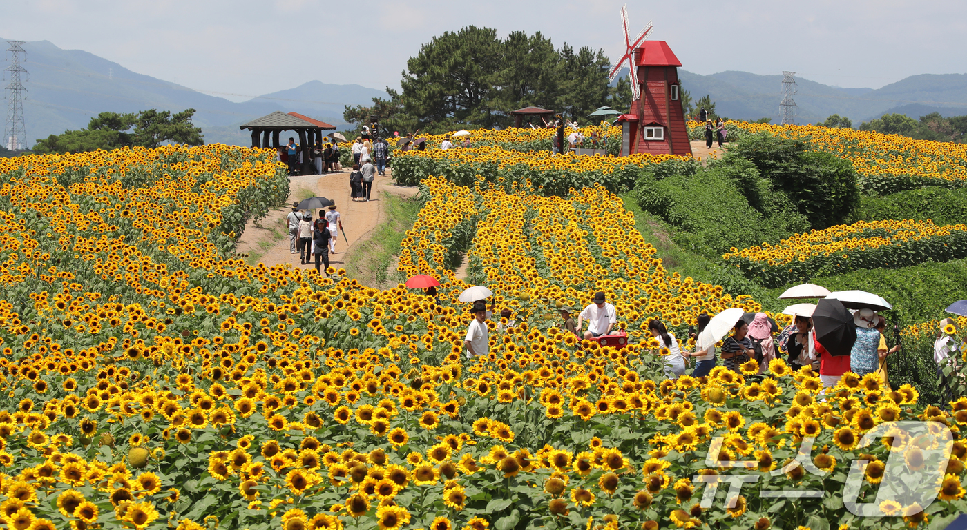 (함안=뉴스1) 윤일지 기자 = 전국적으로 무더위가 기승을 부린 2일 경남 함안군 법수면 강주해바라기마을에서 관광객들이 활짝 핀 해바라기를 구경하고 있다.이 곳에서 진행되고 있는 …