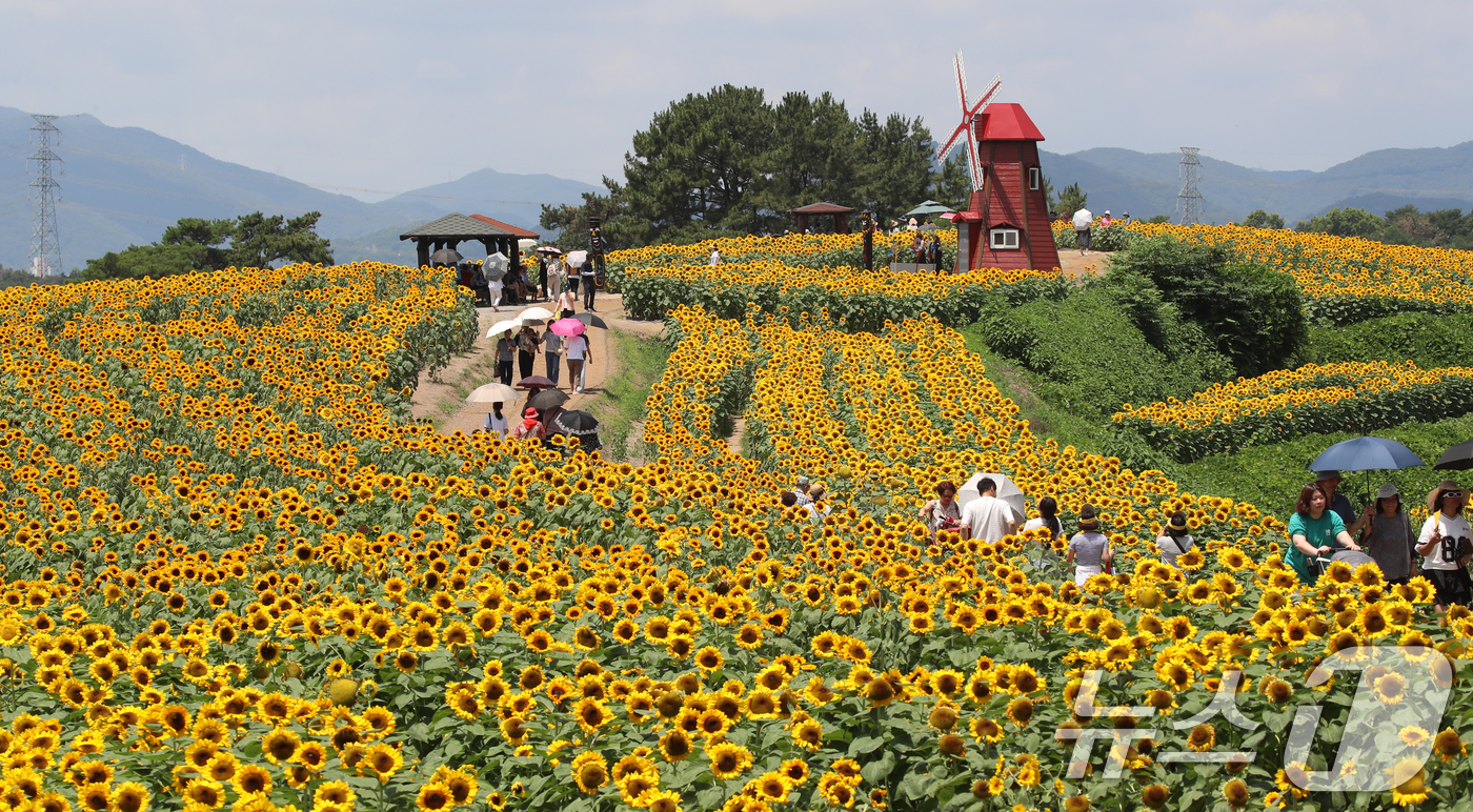 (함안=뉴스1) 윤일지 기자 = 전국적으로 무더위가 기승을 부린 2일 경남 함안군 법수면 강주해바라기마을에서 관광객들이 활짝 핀 해바라기를 구경하고 있다.이 곳에서 진행되고 있는 …