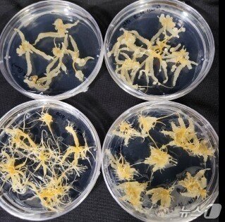 본문 이미지 - 수령 150년 희귀산삼 배양근.(충북대학교 제공. 재판매 및 DB 금지)/뉴스1