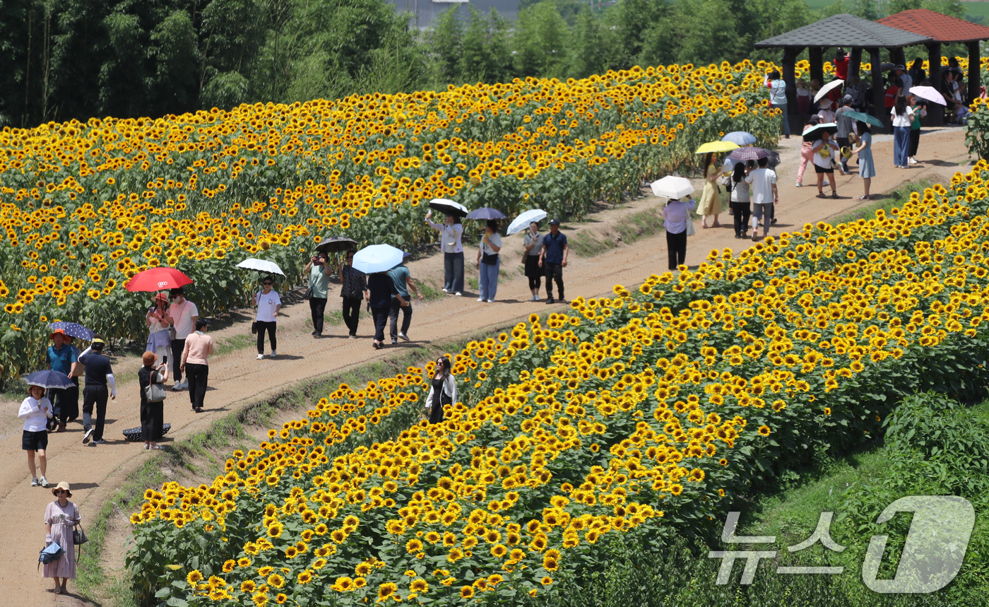 (함안=뉴스1) 윤일지 기자 = 전국적으로 무더위가 기승을 부린 2일 경남 함안군 법수면 강주해바라기마을에서 관광객들이 활짝 핀 해바라기를 구경하고 있다.이 곳에서 진행되고 있는 …