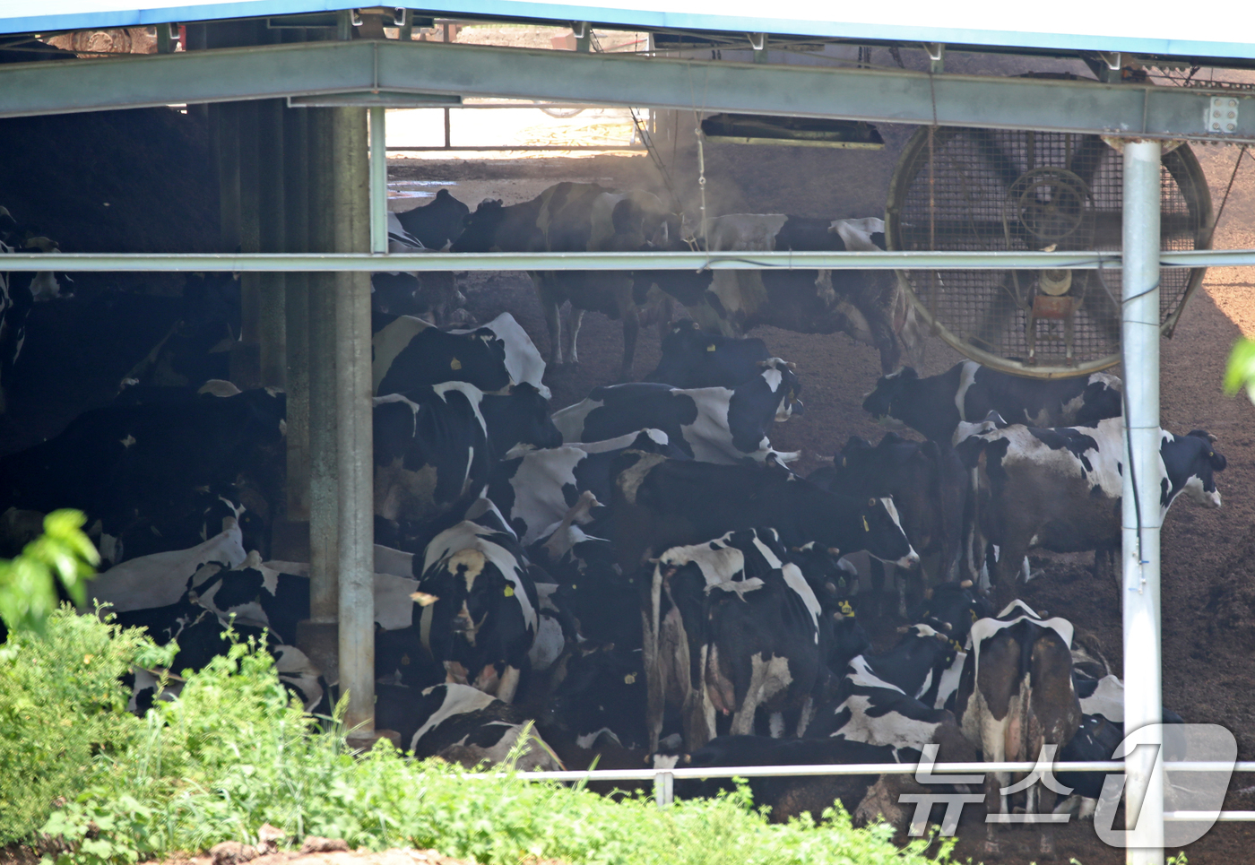 (함안=뉴스1) 윤일지 기자 = 전국적으로 무더위가 기승을 부린 2일 경남 함안군 법수면 한 축사에서 젖소들이 대형 선풍기 바람을 쐬며 더위를 식히고 있다.  2025.7.2/뉴스 …