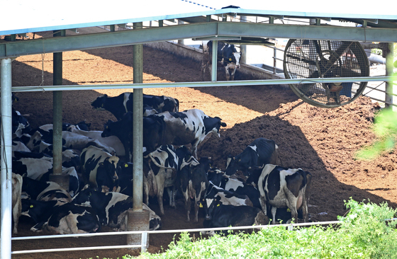 젖소 씨수소 '유전체'로 선택하세요…농진청, 유전 정보 공개