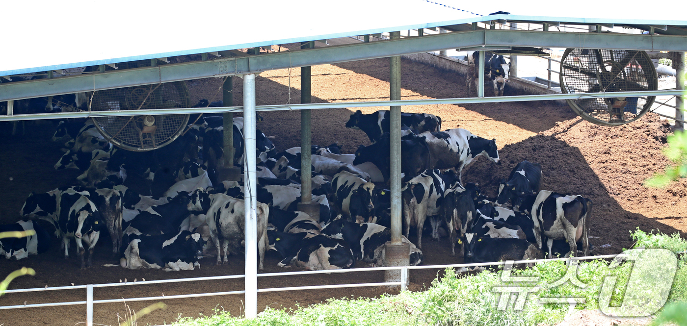 (함안=뉴스1) 윤일지 기자 = 전국적으로 무더위가 기승을 부린 2일 경남 함안군 법수면 한 축사에서 젖소들이 대형 선풍기 바람을 쐬며 더위를 식히고 있다.  2025.7.2/뉴스 …