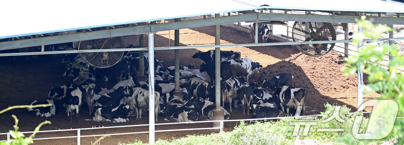 (함안=뉴스1) 윤일지 기자 = 전국적으로 무더위가 기승을 부린 2일 경남 함안군 법수면 한 축사에서 젖소들이 대형 선풍기 바람을 쐬며 더위를 식히고 있다.  2025.7.2/뉴스 …