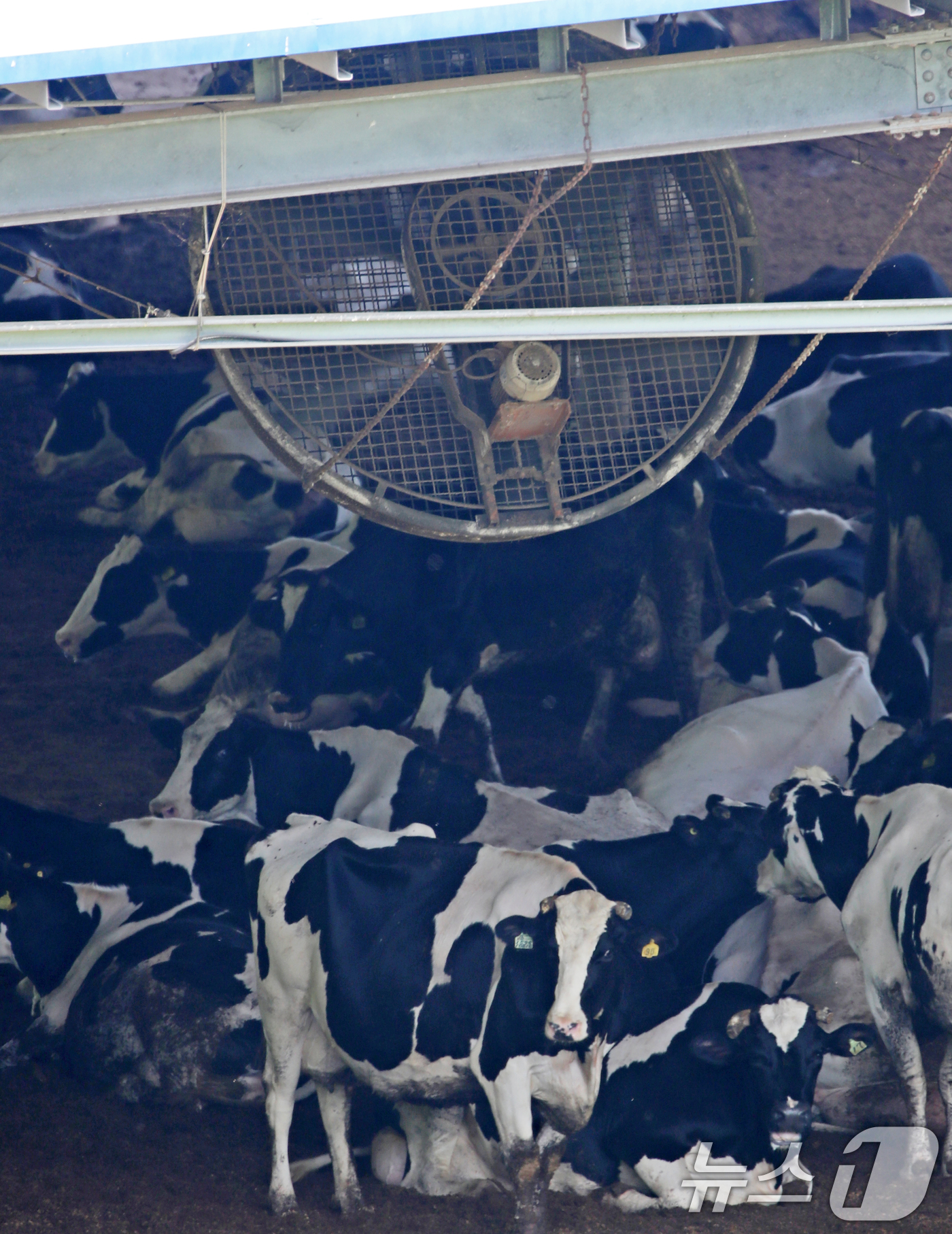 (함안=뉴스1) 윤일지 기자 = 전국적으로 무더위가 기승을 부린 2일 경남 함안군 법수면 한 축사에서 젖소들이 대형 선풍기 바람을 쐬며 더위를 식히고 있다.  2025.7.2/뉴스 …