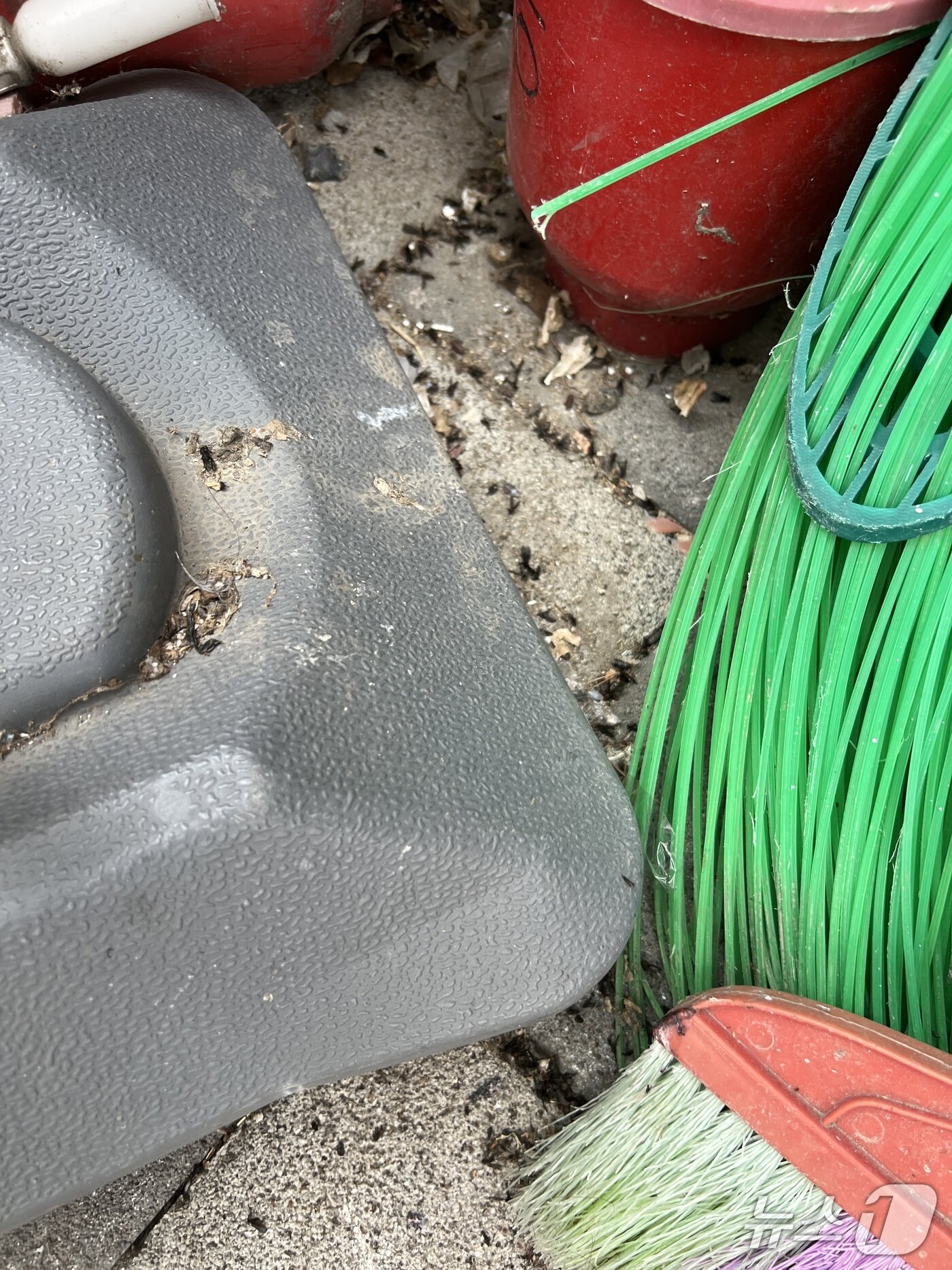 본문 이미지 - 2일 오후 서울 은평구 대조시장 한 켠에 러브버그 사체가 널브러져 있다. 2025.07.02/ ⓒ 뉴스1 심서현 기자