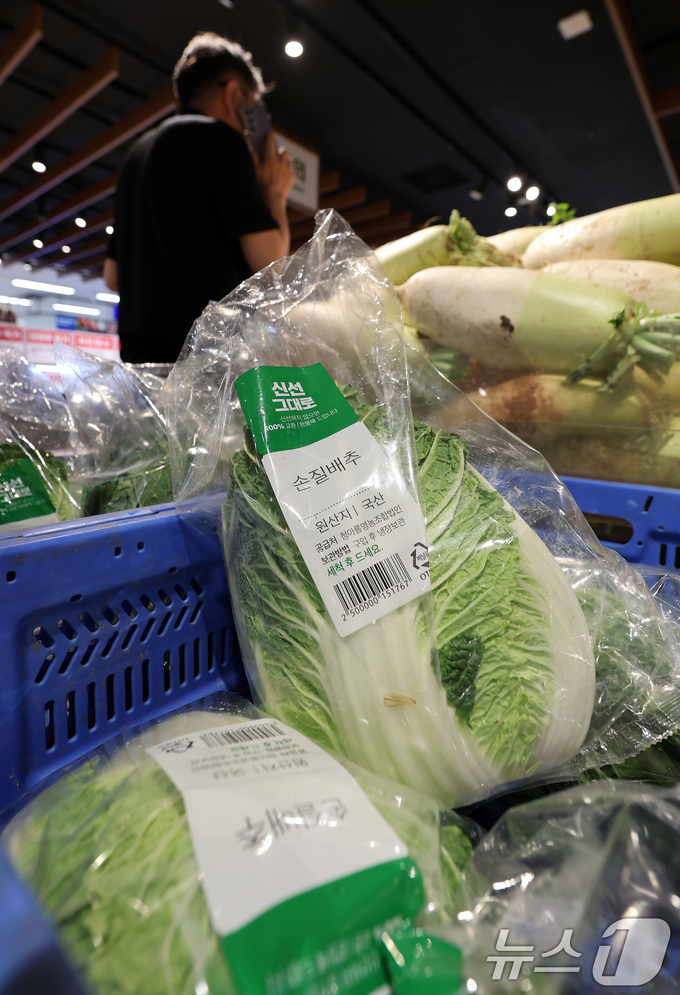(서울=뉴스1) 박지혜 기자 = 2일 서울의 한 대형마트에 배추가 진열돼 있다. 정부가 추석 전까지 배추 3만6000t을 시장에 추가 공급하기로 했다.정부가 배추 가격의 안정을 위 …