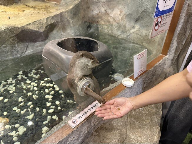 본문 이미지 - 국내 한 동물원의 수달 먹이주기 체험에서 수달이 앞발을 내밀어 먹이를 구걸하는 모습&#40;어웨어 제공&#41; ⓒ 뉴스1