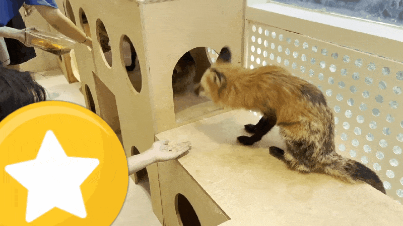 본문 이미지 - 붉은여우에게 손으로 먹이주기를 시도하는 관람객&#40;어웨어 제공&#41;ⓒ 뉴스1