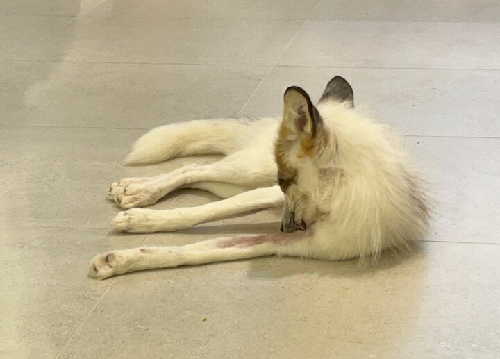 본문 이미지 - 피부병 증상을 보이는 붉은여우. 병변이 발생한 부분을 반복적으로 핥는 모습이 관찰됐다&#40;어웨어 제공&#41;. ⓒ 뉴스1