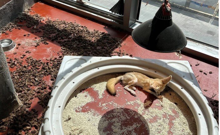 본문 이미지 - 몸을 피할 수 있는 은신처와 직사광선을 회피할 수 있는 그늘이 제공되지 않은 사막여우 사육장&#40;어웨어 제공&#41; ⓒ 뉴스1