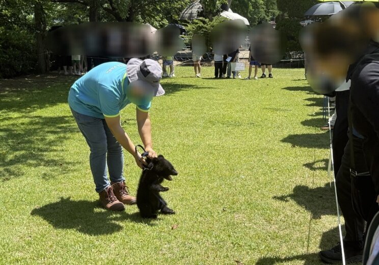 본문 이미지 - 목줄이 채워져 체험에 동원된 새끼 반달가슴곰&#40;어웨어 제공&#41; ⓒ 뉴스1