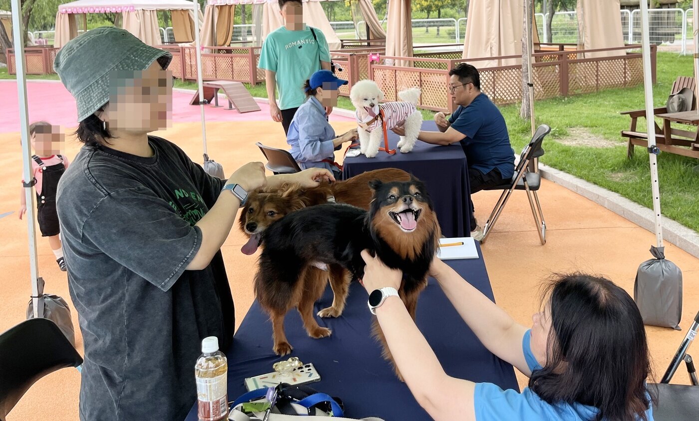 본문 이미지 - 서울시수의사회는 마포구와 함께 지난 6월 28일과 29일 양일간 마포반려동물캠핑장에서 반려가족을 위한 &#39;댕댕이 여름철 무료 건강상담&#39; 행사를 개최했다&#40;서울시수의사회 제공&#41;. ⓒ 뉴스1
