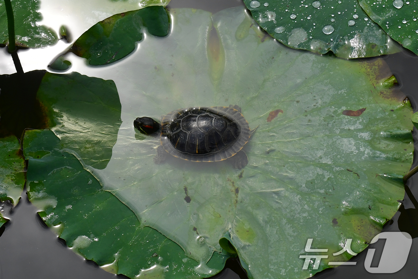 (포항=뉴스1) 최창호 기자 = 폭우가 그친 20일 경북 포항시 북구 용흥동 작은 연못에서 붉은귀 거북들이 연잎 위에서 쉬고 있다. 2025.7.20/뉴스1