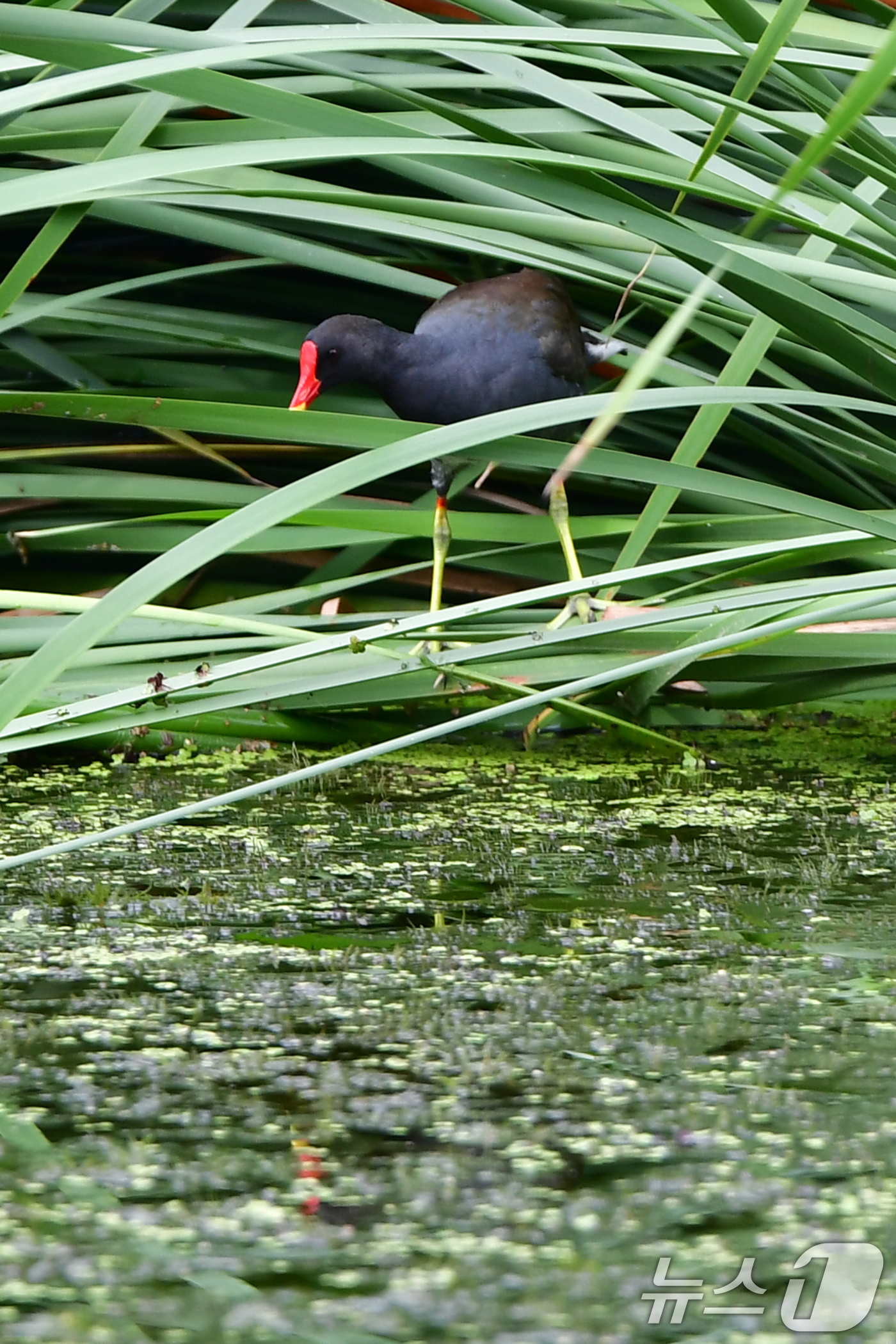 (포항=뉴스1) 최창호 기자 = 20일 경북 포항시 북구 우창동 연못에서 쇠물닭 한마리가 먹잇감을 찾고 있다.  2025.7.20/뉴스1