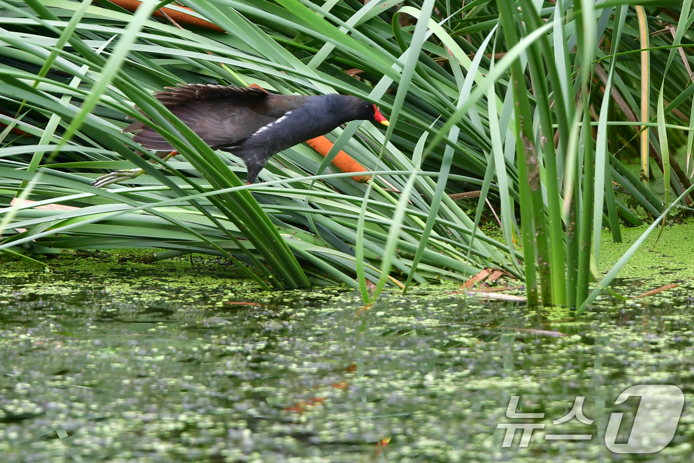 (포항=뉴스1) 최창호 기자 = 20일 경북 포항시 북구 우창동 연못에서 쇠물닭 한마리가 먹잇감을 찾고 있다. 2025.7.20/뉴스1