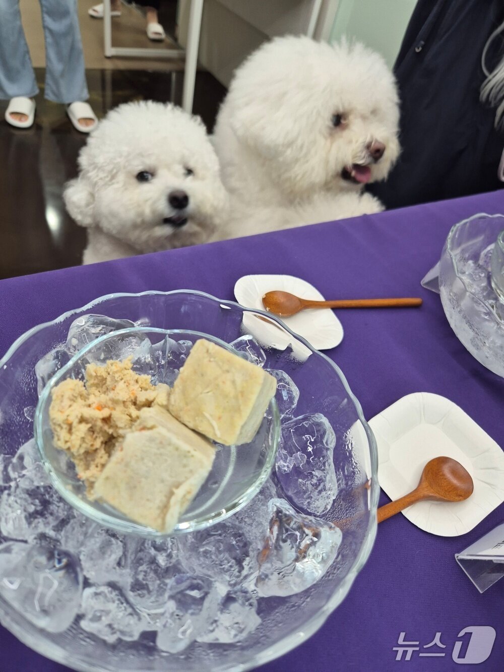 본문 이미지 - 한국반려동물영양연구소는 19일 경기 광주 본사에서 반려견 동반 보호자 세미나를 열었다.(한국반려동물영양연구소 제공). ⓒ 뉴스1