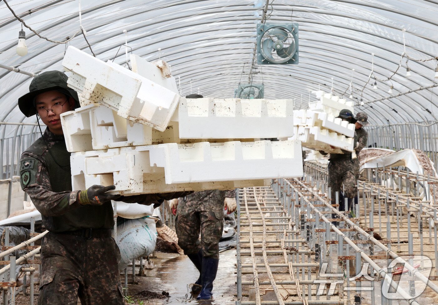 본문 이미지 - 21일 광주 북구 용강동의 한 딸기 집하장에서 군장병들이 집중호우로 피해 본 비닐하우스 내부를 정리하고 있다. 2025.7.21/뉴스1 ⓒ News1 박지현 기자
