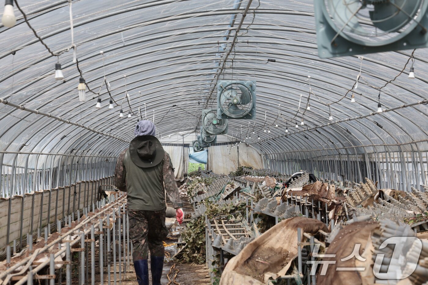 본문 이미지 - 21일 광주 북구 용강동의 한 딸기 집하장에서 군장병들이 집중호우로 피해 본 하우스 내부를 정리하고 있다. 2025.7.21/뉴스1 ⓒ News1 박지현 기자