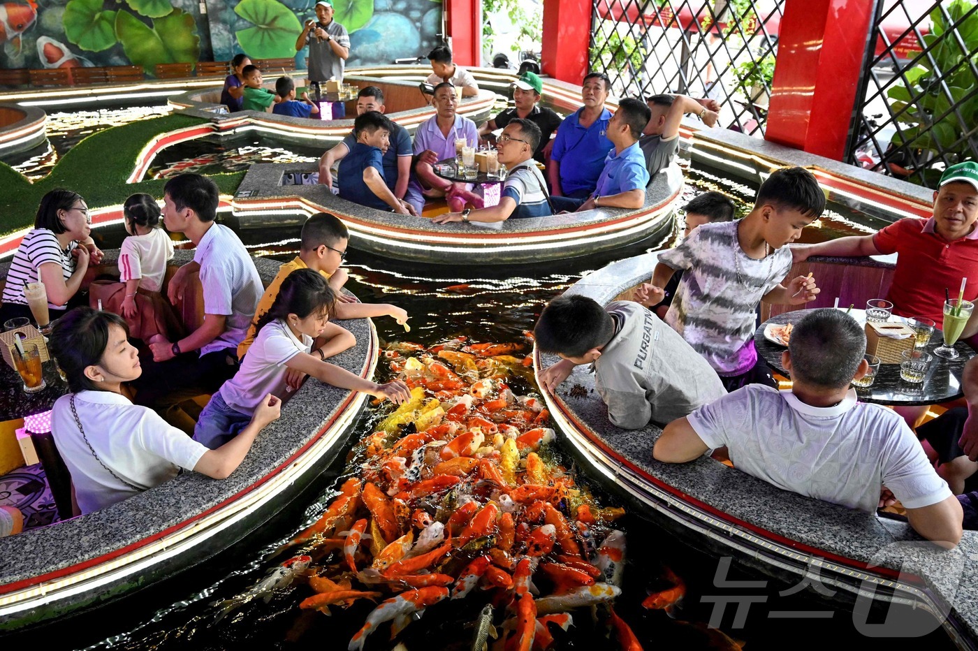 (하롱 AFP=뉴스1) 권영미 기자 = 2025년 6월 20일, 베트남 꽝닌성 하롱에 위치한 코이 피쉬 카페에서 관광객들이 물고기에게 먹이를 주고 있다. 코이 피쉬 카페는 실내 연 …