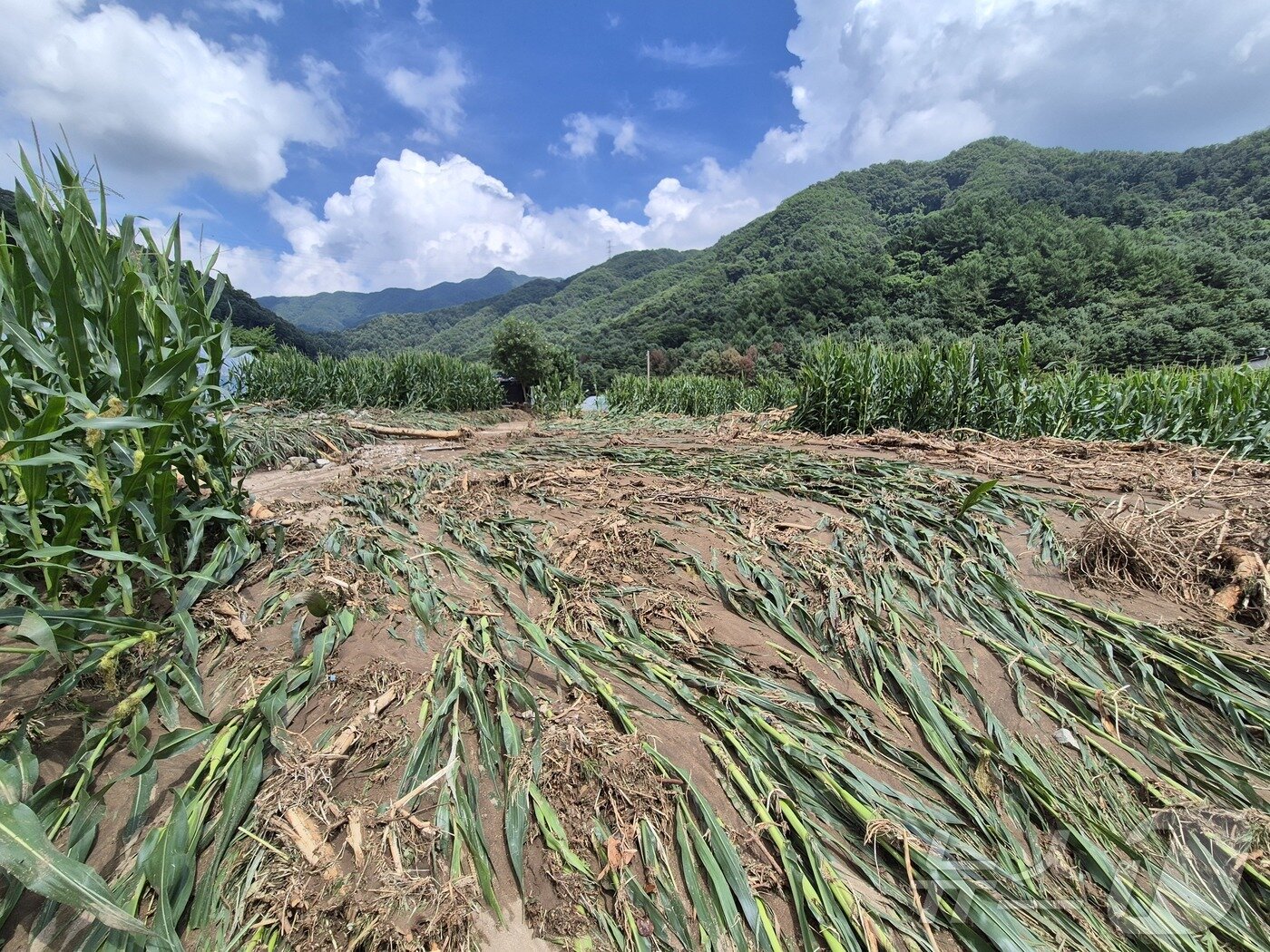 본문 이미지 - 21일 경기 가평군 조종면 마일1리 소재 한 옥수수밭이 전날 발생한 산사태로 쑥대밭이 됐다. 2025.7.21/뉴스1 ⓒ News1 양희문 기자