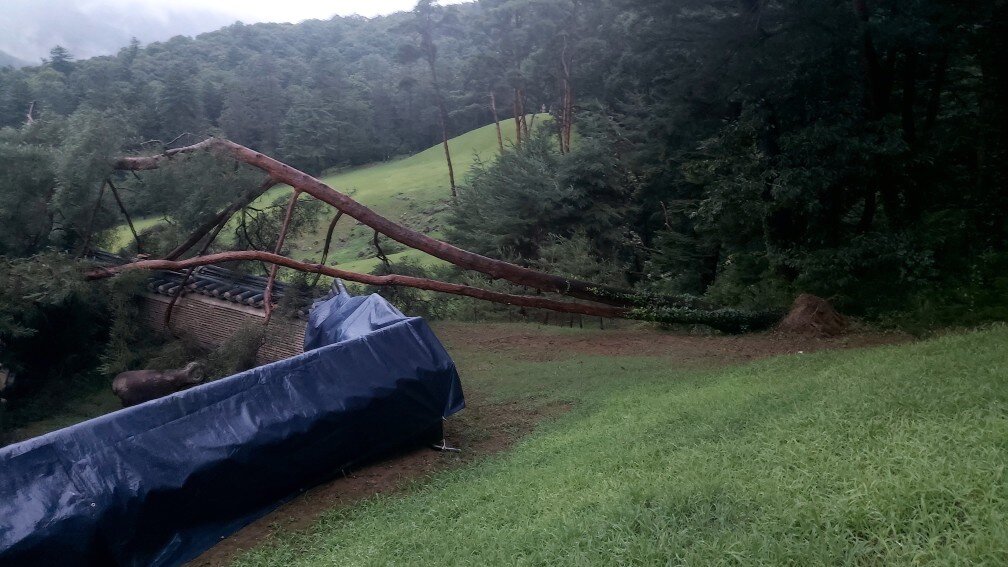 본문 이미지 - 경기 남양주 광릉에 나무가 쓰러져 있는 모습(국가유산청 제공)