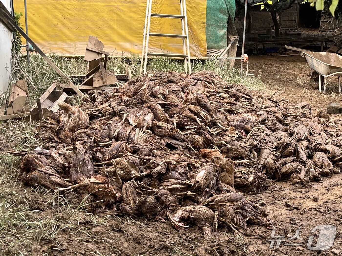 본문 이미지 - 극한 호우로 침수와 산사태 피해가 속출한 산청군 신안면에서 양계장을 운영하는 장상훈 씨가 키우던 산란계가 모두 폐사해 있다.&#40;장상훈 씨 제공. 재판매 및 DB금지&#41;