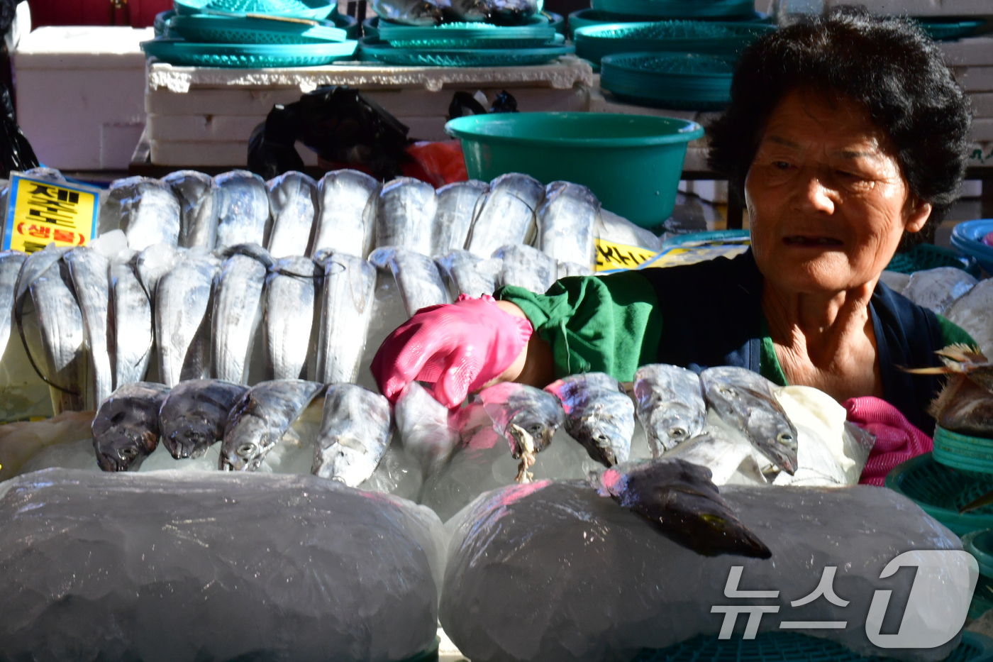 (포항=뉴스1) 최창호 기자 = 22일 오전 경북 포항시 죽도어시장에서 한 상인이 판매할 갈치를 얼음 방석 위에 진열하고 있다.  2025.7.22/뉴스1