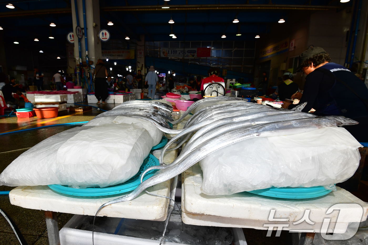 (포항=뉴스1) 최창호 기자 = 22일 오전 경북 포항시 죽도어시장에서 갈치 상인 얼음 방석 위에 갈치를 진열해 놓고 있다.  2025.7.22/뉴스1
