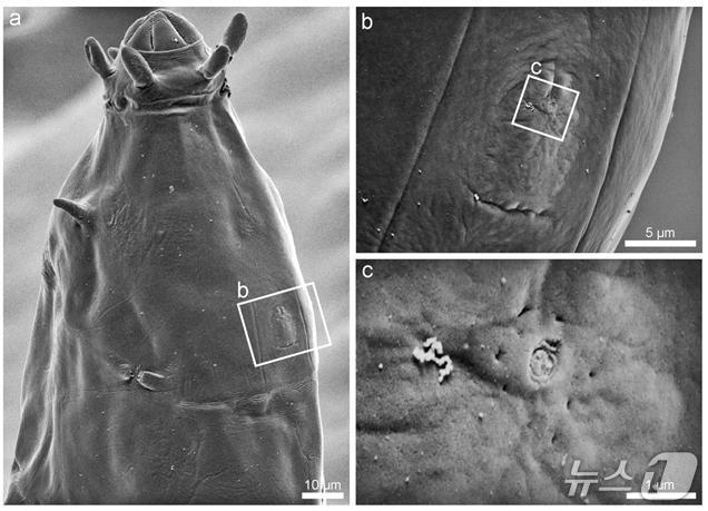 본문 이미지 - 그린란드 신종 완보동물 밀네시움 그란디쿠풀라의 머리 부분(a)과 머리 미세감각기관을 확대한 모습(b,c). 얇은 막으로 덮여 있는 중앙의 큰 구조와 그를 둘러싸는 8개의 작은 구멍으로 구성돼 있다.(극지연구소 제공)