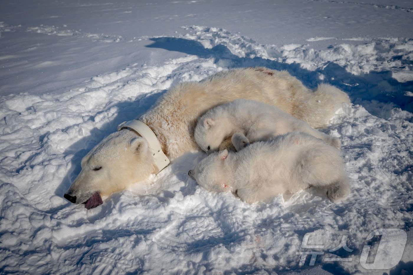 (롱이어비엔 AFP=뉴스1) 권영미 기자 = 4월 6일(현지시간) 노르웨이 스발바르 제도 동부 스피츠베르겐에서 GPS 목걸이를 착용한 암컷 북극곰과 두 마리 새끼가 포착되어 마취제 …