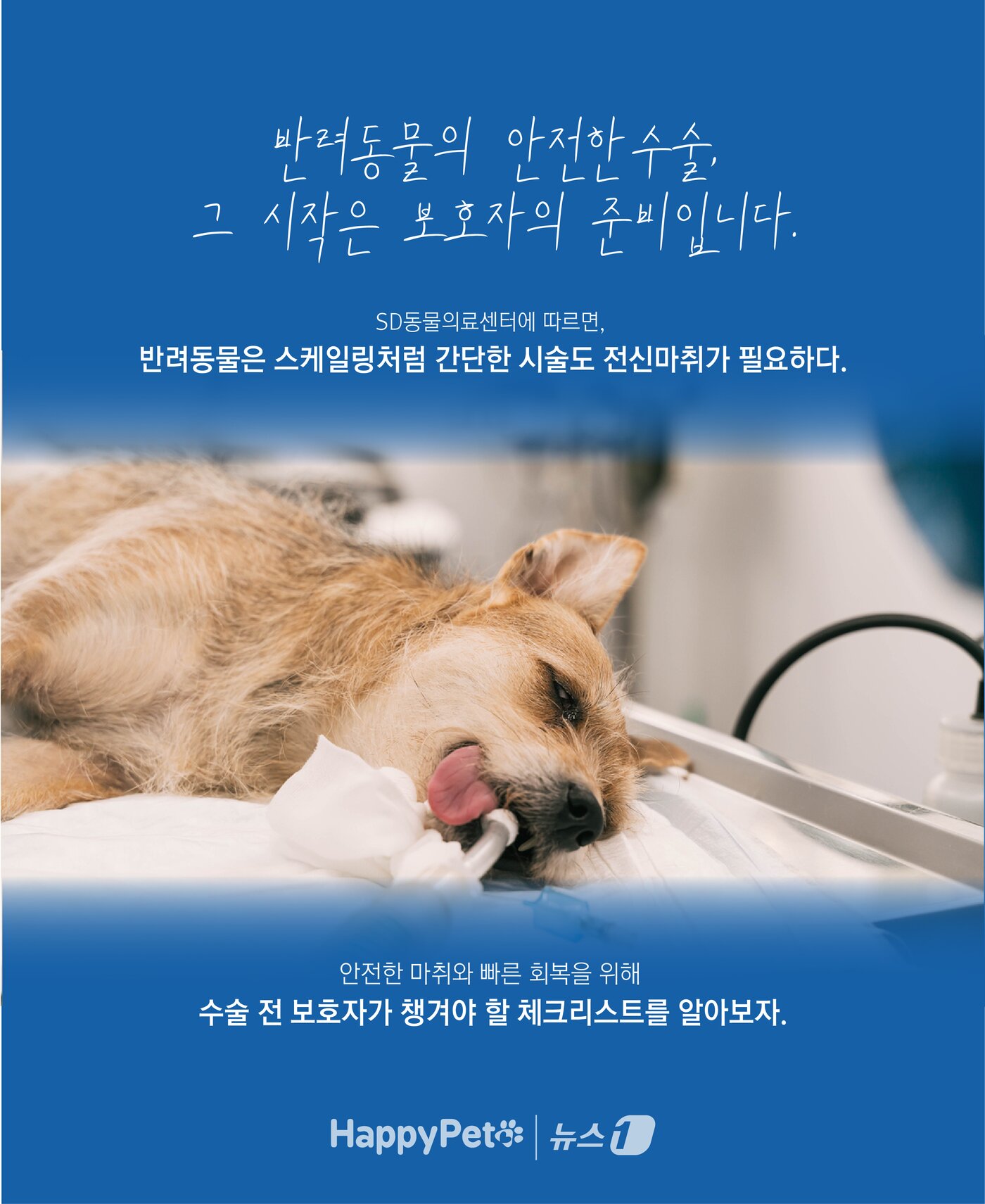 본문 이미지 - ⓒ News1 윤주희 디자이너