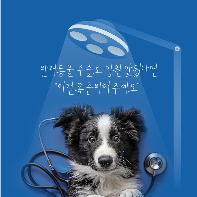 반려동물 수술로 입원 앞뒀다면…"이것 꼭 준비해주세요"[펫카드]