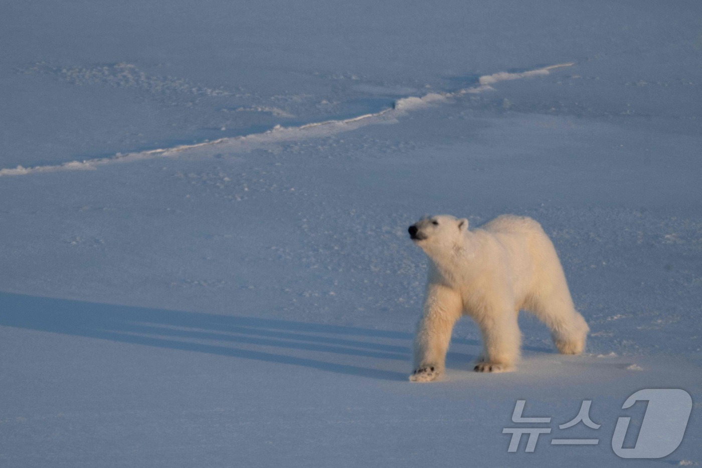 (롱이어비엔 AFP=뉴스1) 권영미 기자 = 4월 9일(현지시간) 노르웨이 스발바르 제도 동부 스피츠베르겐에서 수컷 북극곰이 빙하 인근 해빙 위를 걷고 있다.ⓒ AFP=뉴스1