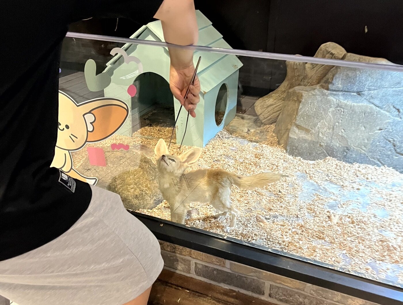 본문 이미지 - 한 관람객이 사막여우에게 집게를 이용해 먹이를 주고 있다. 환경부 매뉴얼에 따르면 급여량·장소·시간에 제한이 없는 먹이주기 체험은 지양해야 하는 행위로 명시돼 있다&#40;어웨어 제공&#41;. ⓒ 뉴스1