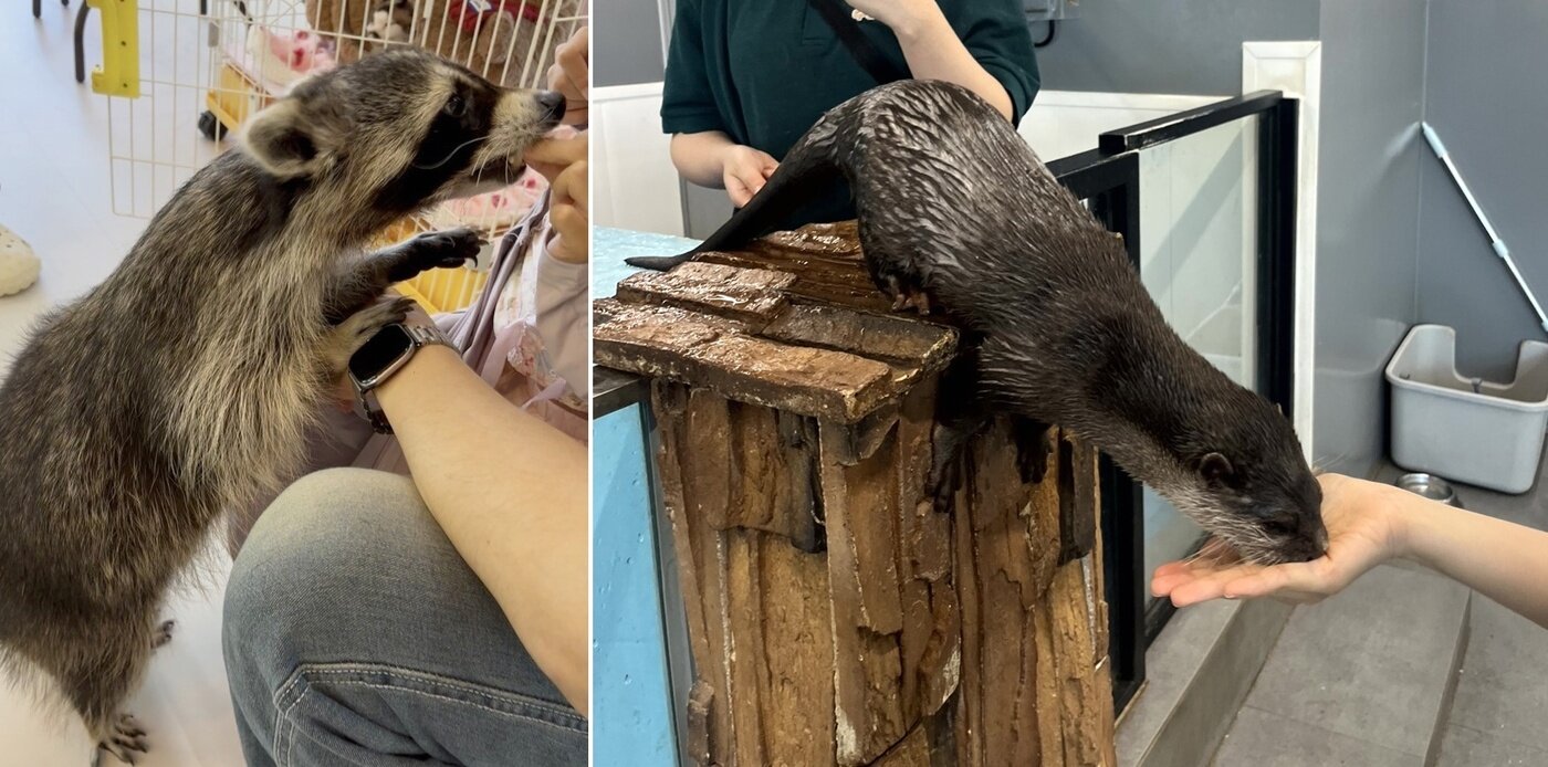 본문 이미지 - 관람객들이 라쿤과 수달에게 맨손으로 먹이를 주는 체험을 하고 있다. 어웨어는 이러한 무분별한 체험은 물림·질병 등 안전사고 위험을 증가시킨다고 경고하고 있다&#40;어웨어 제공&#41;. ⓒ 뉴스1