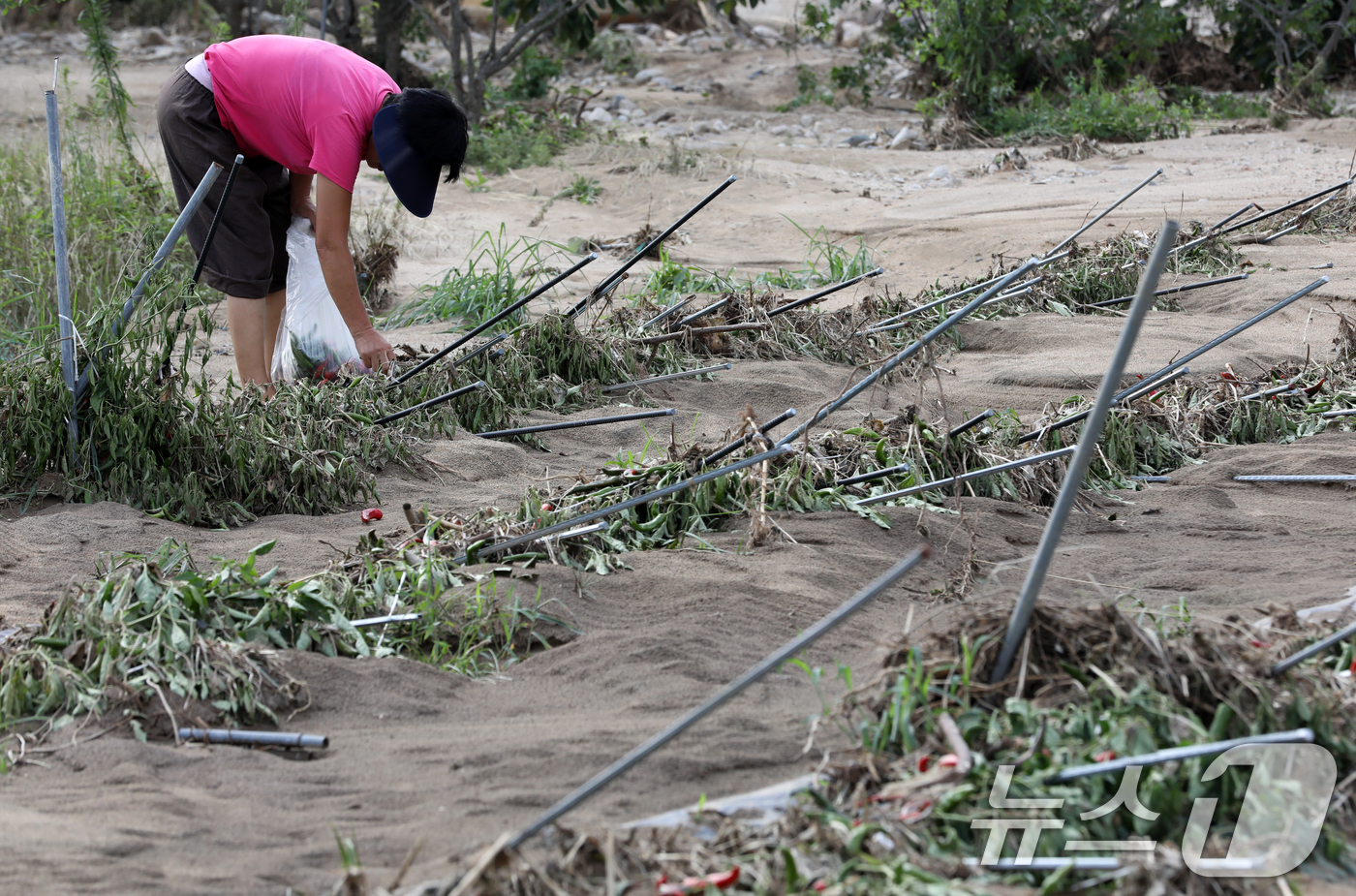 (산청=뉴스1) 윤일지 기자 = 22일 폭우 피해를 입은 경남 산청군 신등면 모례마을 인근 고추밭에서 한 주민이 고추를 따고 있다. 2025.7.22/뉴스1