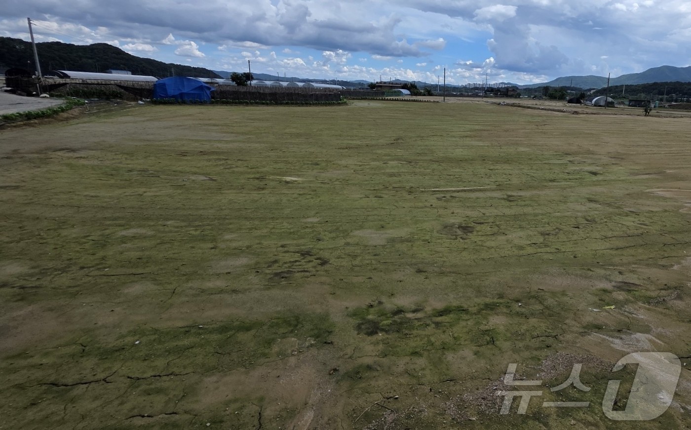 (아산=뉴스1) 이시우 기자 = 22일 충남 아산 배방읍 세교리 밭에 쌓인 토사 위로 이끼가 피어나고 있다. 이 지역에는 지난 16일부터 이틀 동안 350㎜가 넘는 폭우가 쏟아져 …