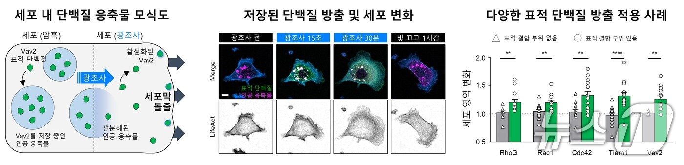 본문 이미지 - 인공 응축물 시스템(RELISR)을 활용한 세포 모양 변화. (KAIST 제공. 재판매 및 DB금지)2025.7.23/뉴스1