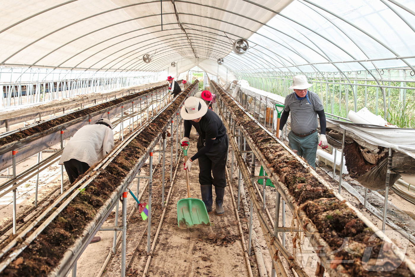 (당진=뉴스1) 이동원 기자 = 김돈곤 청양군수와 공무원 40여 명이 지난 22일 집중호우로 인한 피해로 큰 피해를 겪은 당진시 정미면 대운산리의 딸기농장을 방문해 수해 복구를 지 …
