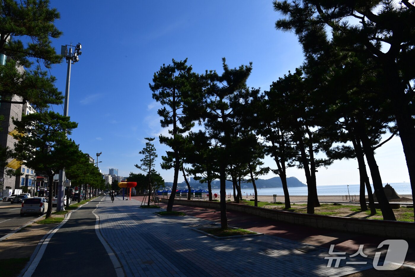 본문 이미지 - 23일 경북 포항시 북구 영일대해수욕장 주차장 옆으로 해송이 그늘을 만들어주고 있다. 2025.7.23/뉴스1 최창호 기자 