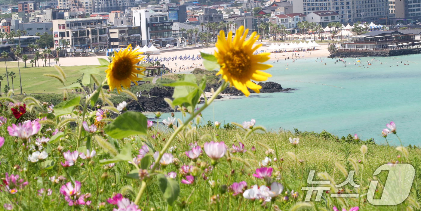 (제주=뉴스1) 오현지 기자 = 제주도 북부·남부·동부·서부·북부중산간에 폭염주의보가 내려진 23일 오전 제주시 조천읍 서우봉에 해바라기와 함께 때이른 코스모스가 펴 시선을 끌고 …