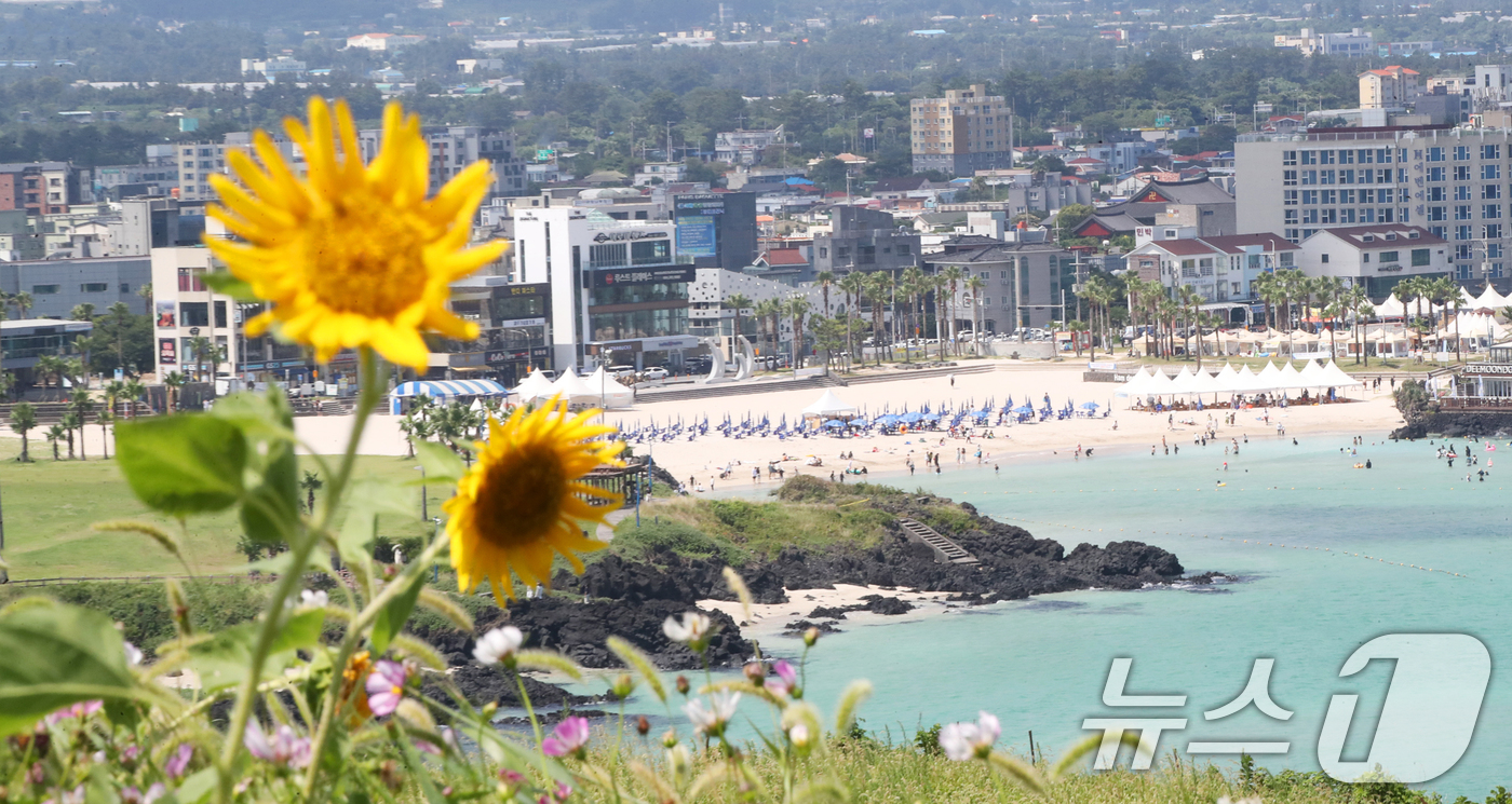 (제주=뉴스1) 오현지 기자 = 제주도 북부·남부·동부·서부·북부중산간에 폭염주의보가 내려진 23일 오전 제주시 조천읍 서우봉에 해바라기와 함께 때이른 코스모스가 펴 시선을 끌고 …