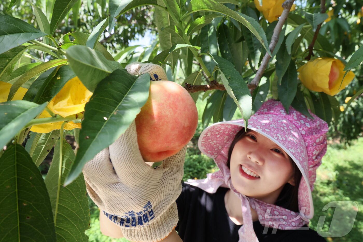 본문 이미지 - 23일 전북 임실군조합공동사업법인이 임실N복숭아 출하를 시작한 가운데 관련 공무원이 잘 익은 복숭아 홍보를 하고 있다.(임실군제공. 재판매 및 DB금지)2025.7.23/뉴스1