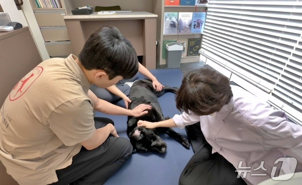 본문 이미지 - 동물병원 의료종사자들이 반려동물을 돌보고 있다&#40;VIP동물한방재활의학센터 신사경 제공&#41;. ⓒ 뉴스1