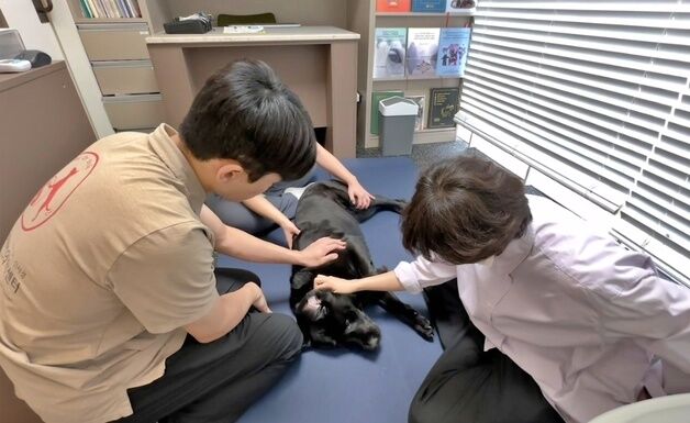 개냥이가 편안한 '피어프리 동물병원' 인증 과정 보니…"엄격하네"