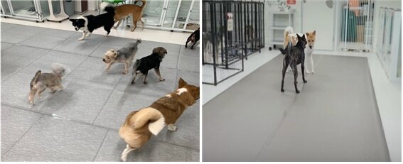 본문 이미지 - 지원사업을 통해 보호소 매트 교체를 진행한 모습&#40;동물과 함께 행복한 세상 제공&#41; ⓒ 뉴스1