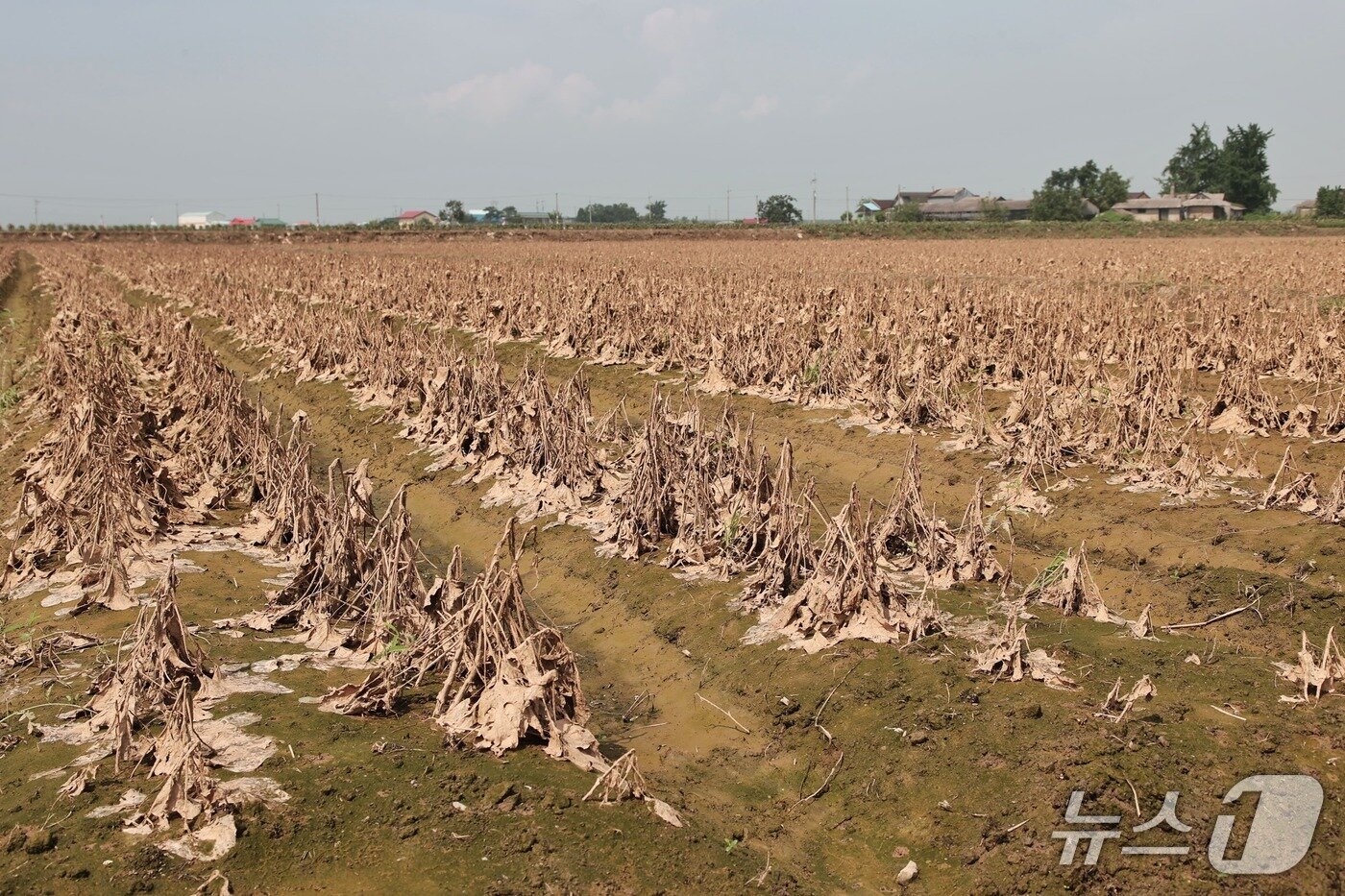 본문 이미지 - 논콩 피해 현장 모습(당진시 제공. 재판매 및 DB금지)2025.7.24/뉴스1